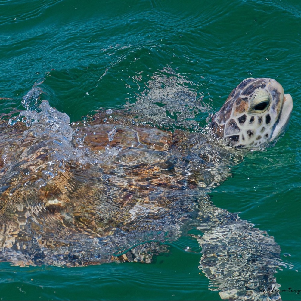 Meet your Posher, Jeannette